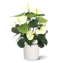 Pianta artificiale Anthurium deluxe 50 cm - crema