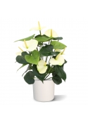 Pianta artificiale Anthurium deluxe 50 cm - crema