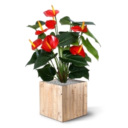 Pianta artificiale Anthurium deluxe 50 cm - rosso