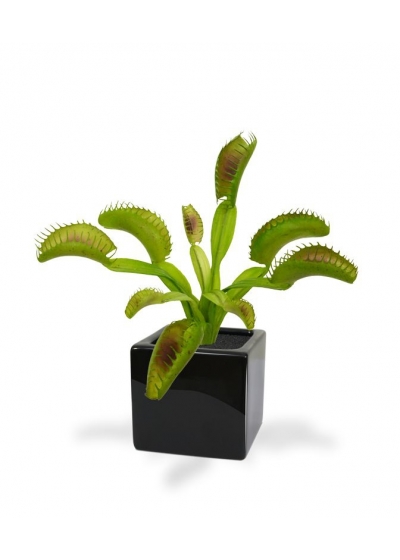 Bouquet di Venere 20 cm