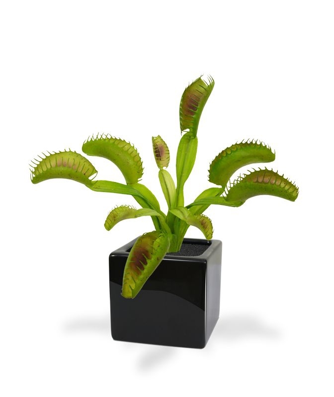 Bouquet di Venere 20 cm