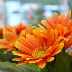 Bouquet artificiale di Gerbera 30 cm arancione