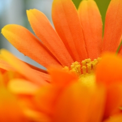 Bouquet artificiale di Gerbera 30 cm arancione