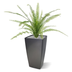 Asplenium artificiale Farn bouquet 75 cm