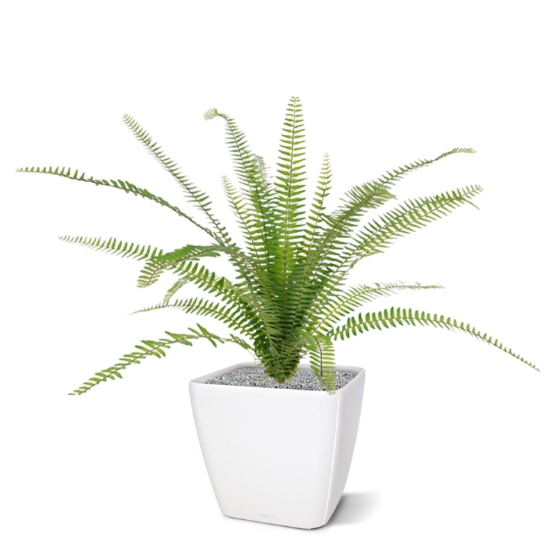 Asplenium artificiale Farn bouquet 75 cm