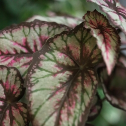 Cespuglio di Begonia Artificiale 33cm