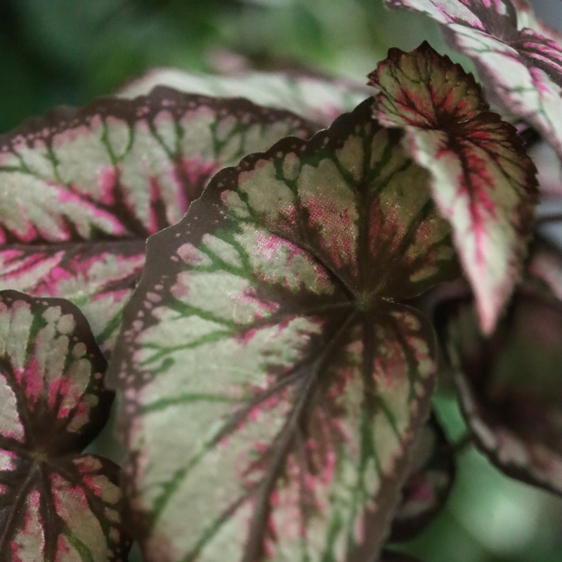 Cespuglio di Begonia Artificiale 33cm