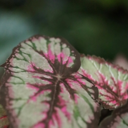 Cespuglio di Begonia Artificiale 33cm