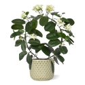 Pianta artificiale Stephanotis 40 cm