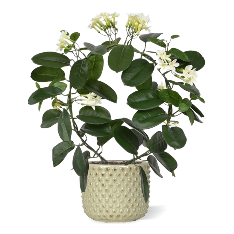 Pianta artificiale Stephanotis 40 cm
