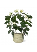 Pianta artificiale Stephanotis 40 cm
