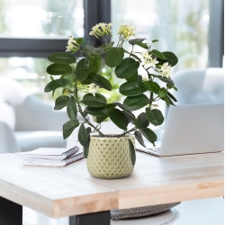 Pianta artificiale Stephanotis 40 cm