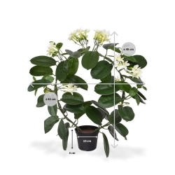 Pianta artificiale Stephanotis 40 cm