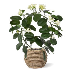 Pianta artificiale Stephanotis 40 cm