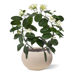 Pianta artificiale Stephanotis 40 cm