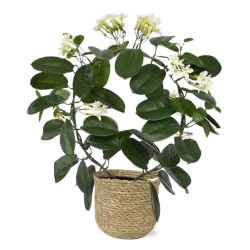 Pianta artificiale Stephanotis 40 cm