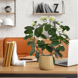 Pianta artificiale Stephanotis 40 cm