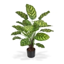 Calathea Makoyana pianta artificiale 60 cm