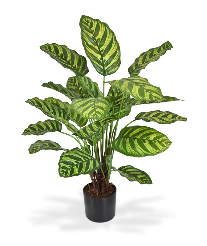 Calathea Makoyana pianta artificiale 60 cm