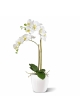 Phalaenopsis x2 in vaso 65cm - bianco