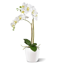 Phalaenopsis x2 in vaso 65cm - bianco