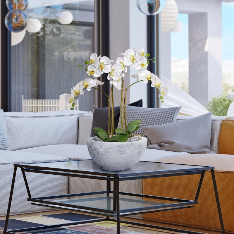 Phalaenopsis x2 in vaso 65cm - bianco