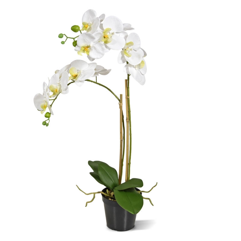 Phalaenopsis x2 in vaso 65cm - bianco