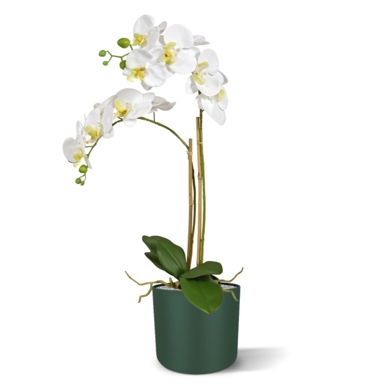 Phalaenopsis x2 in vaso 65cm - bianco