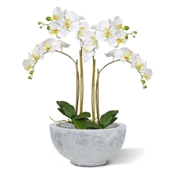 Phalaenopsis x2 in vaso 65cm - bianco