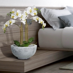 Phalaenopsis x2 in vaso 65cm - bianco