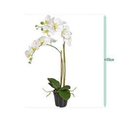 Phalaenopsis x2 in vaso 65cm - bianco