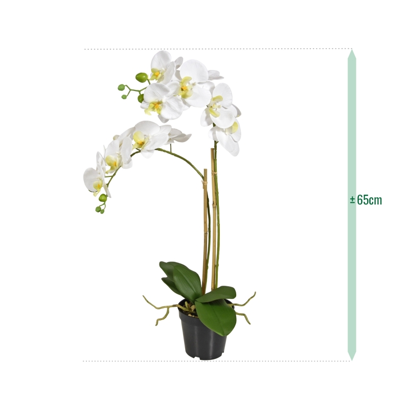 Phalaenopsis x2 in vaso 65cm - bianco