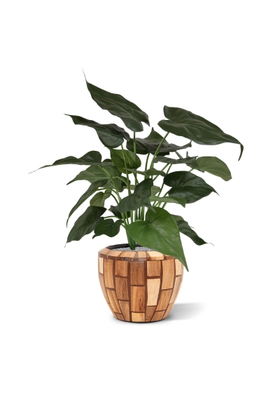 Alocasia Cucullata pianta artificiale 50 cm