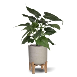Alocasia Cucullata pianta artificiale 50 cm