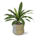 Felce Asplenium Antiquum Artificiale 40cm
