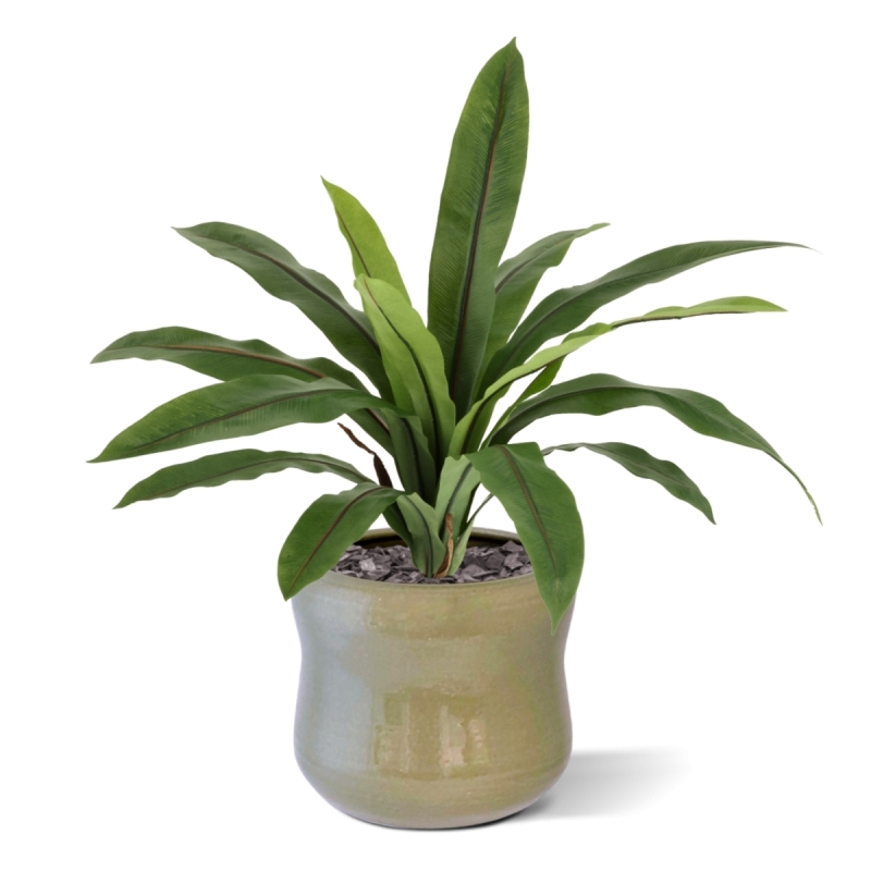 Felce Asplenium Antiquum Artificiale 40cm