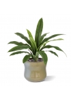 Felce Asplenium Antiquum Artificiale 40cm