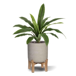 Felce Asplenium Antiquum Artificiale 40cm