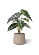 Alocasia pianta artificiale Promo 40cm verde