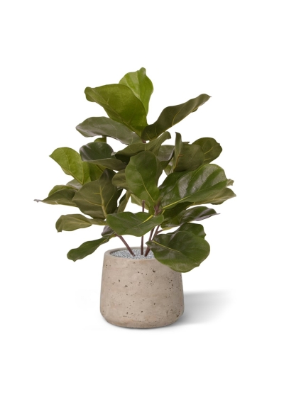 Pianta artificiale Royal Lyrata 45 cm