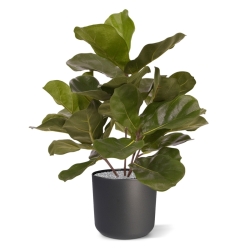Pianta artificiale Royal Lyrata 45 cm