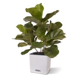 Pianta artificiale Royal Lyrata 45 cm