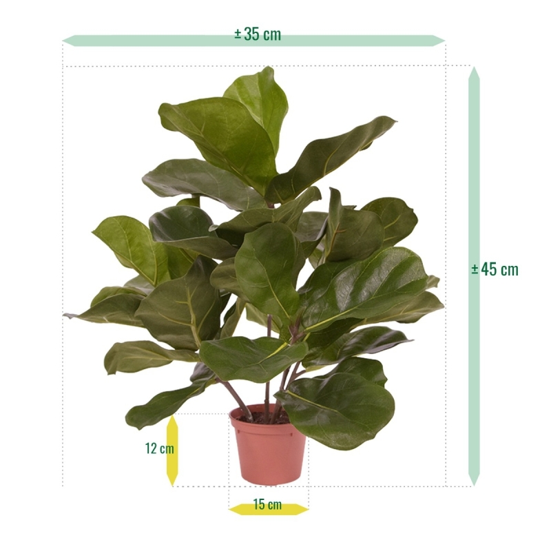Pianta artificiale Royal Lyrata 45 cm