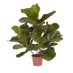 Pianta artificiale Royal Lyrata 45 cm