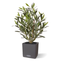 Pianta di Ulivo Artificiale 50cm UV
