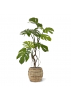 Monstera pianta artificiale 70cm