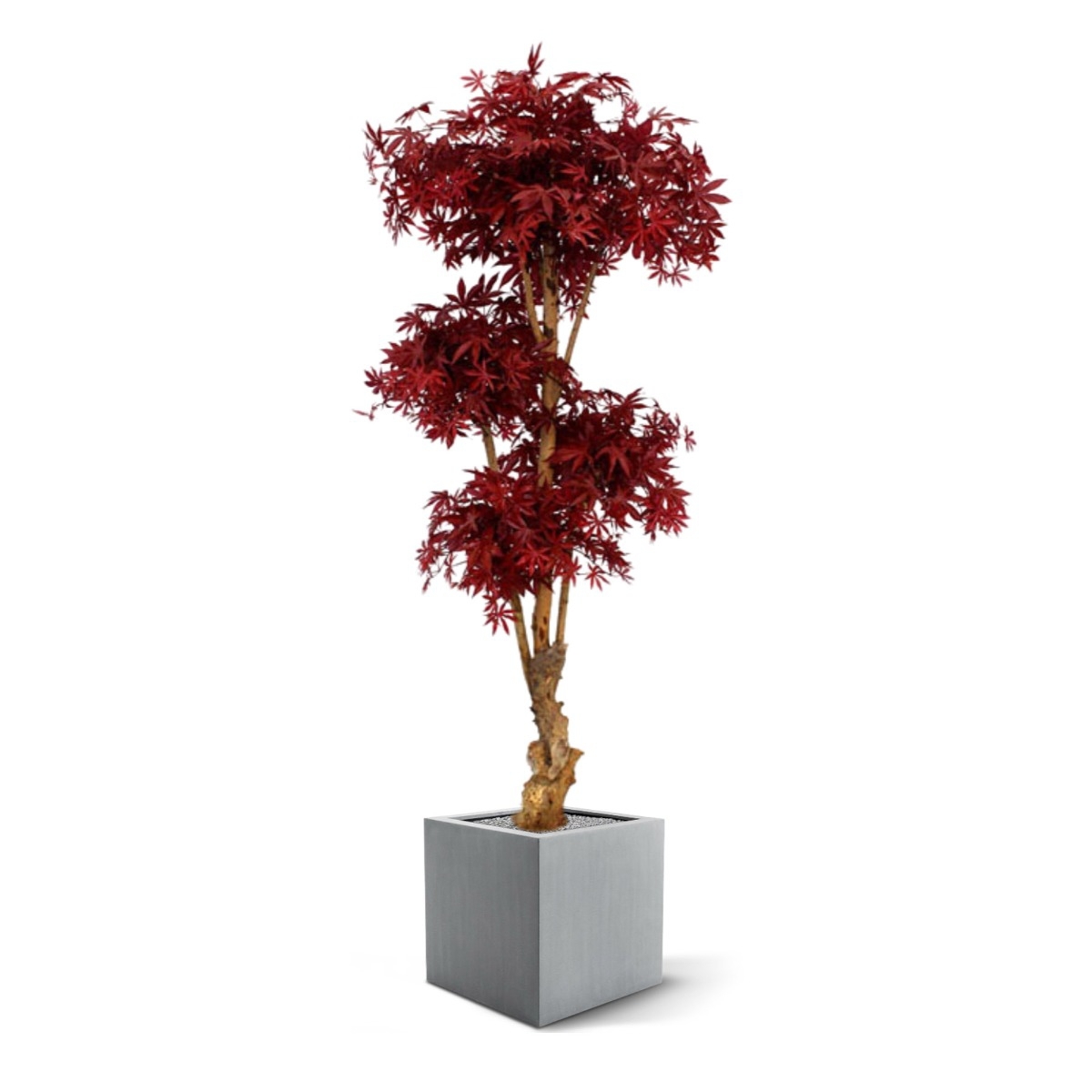 Acer artificiale Bonsai Deluxe 170 cm bordeaux