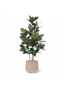 Ficus Audrey pianta artificiale 160cm