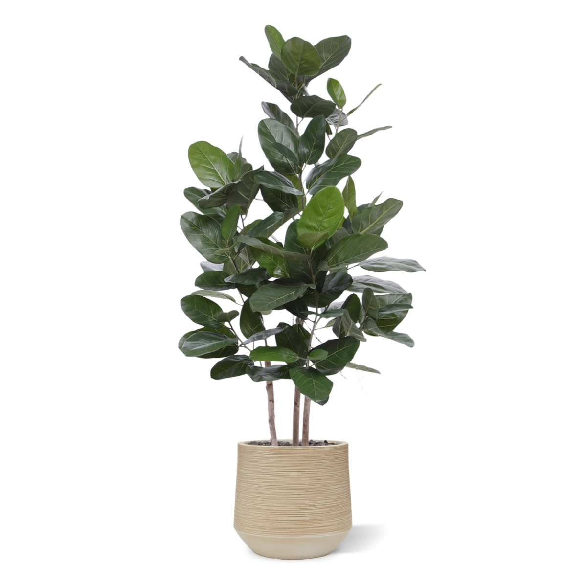 Ficus Audrey pianta artificiale 160cm