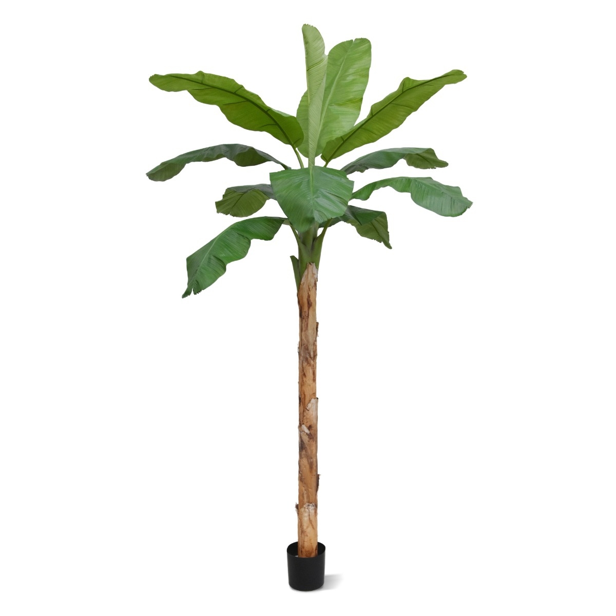 Banana Royal XL 300 cm in vaso